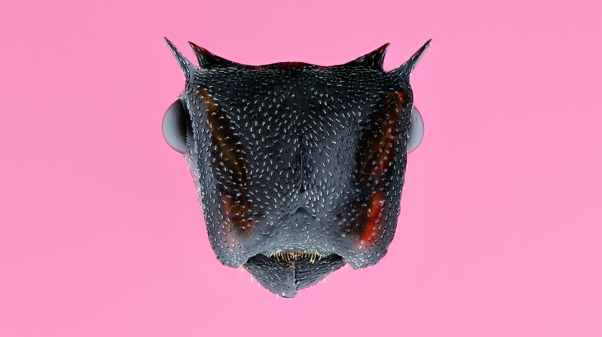 Tetramorium sp.1