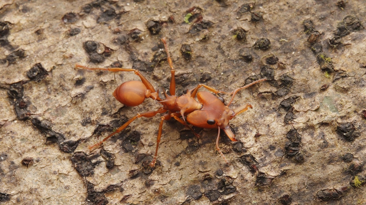 Daceton armigerum