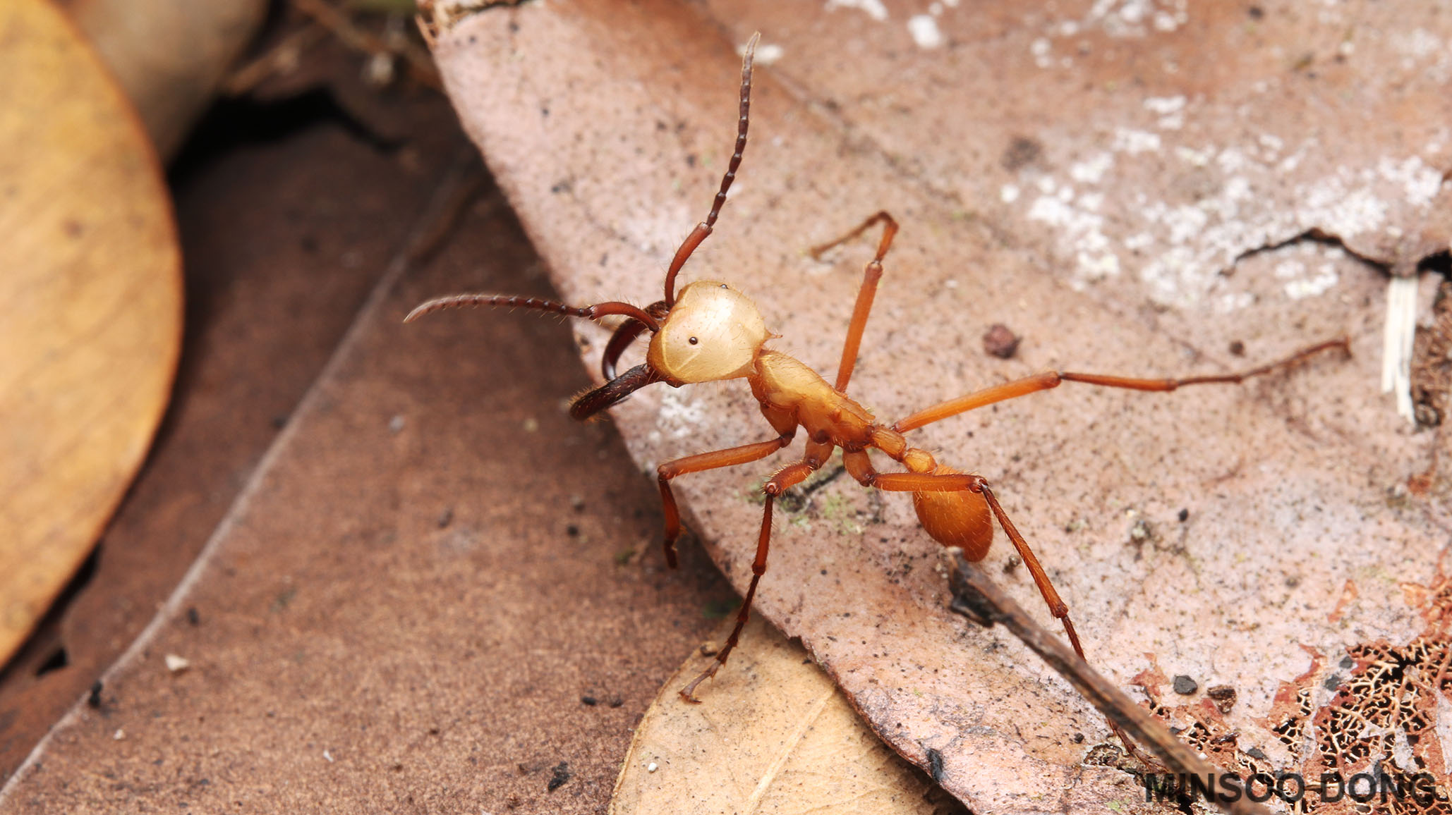 Tetramorium sp.1