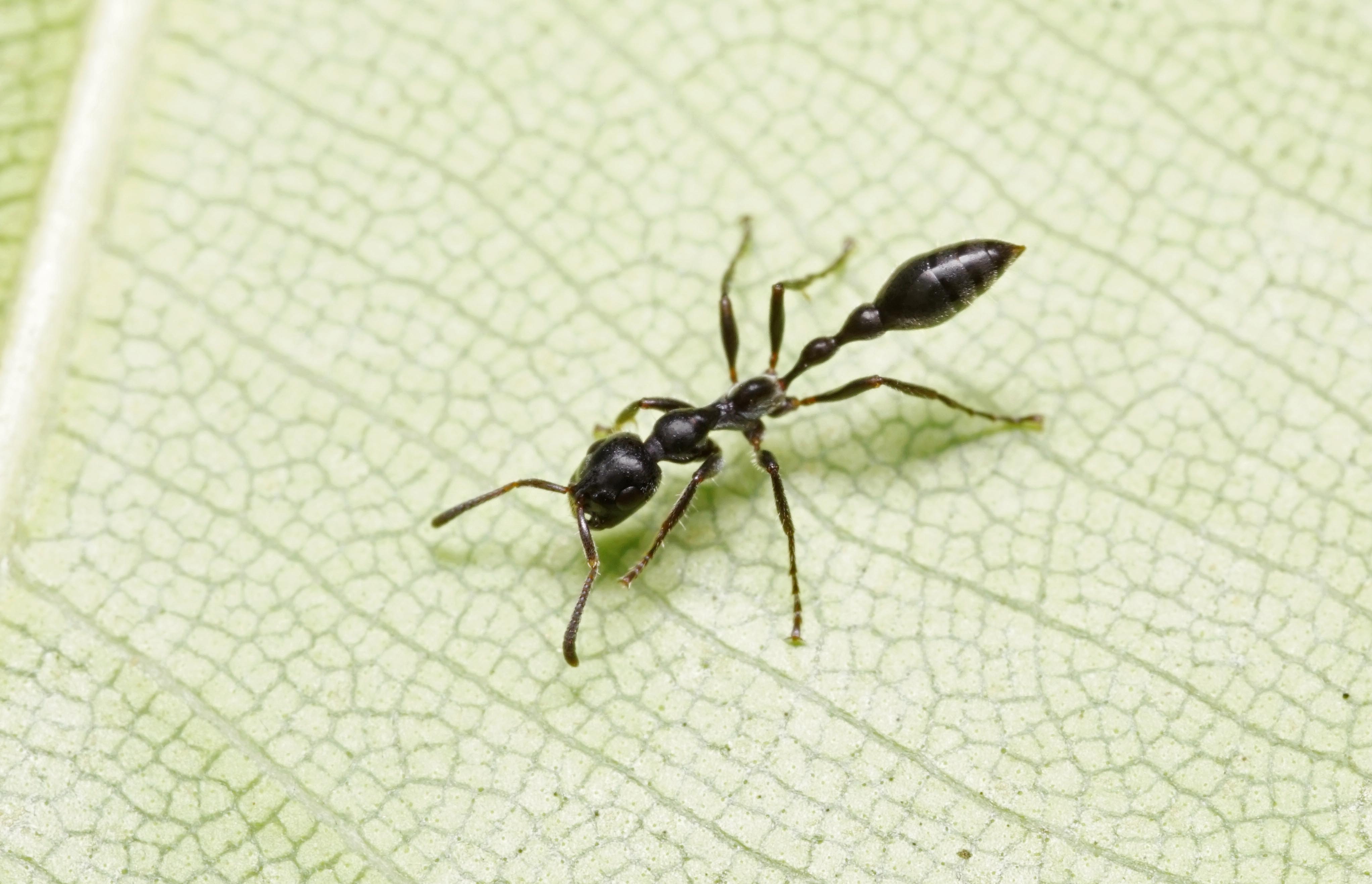 Tetramorium sp.1