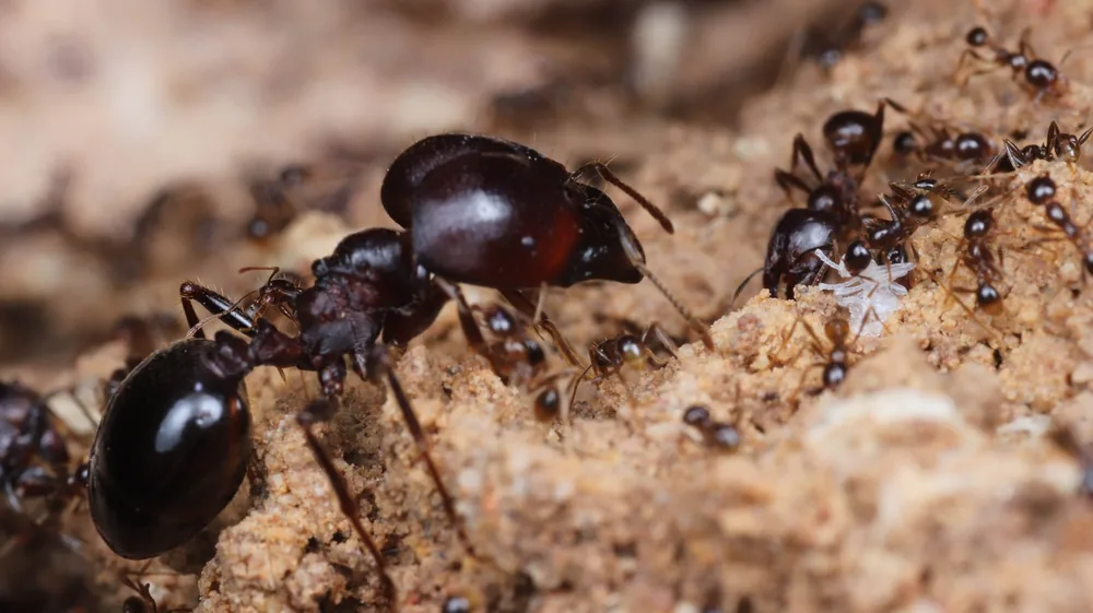 Carebara diversa