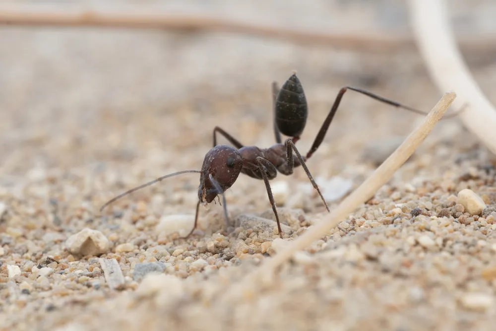 Cataglyphis nodus