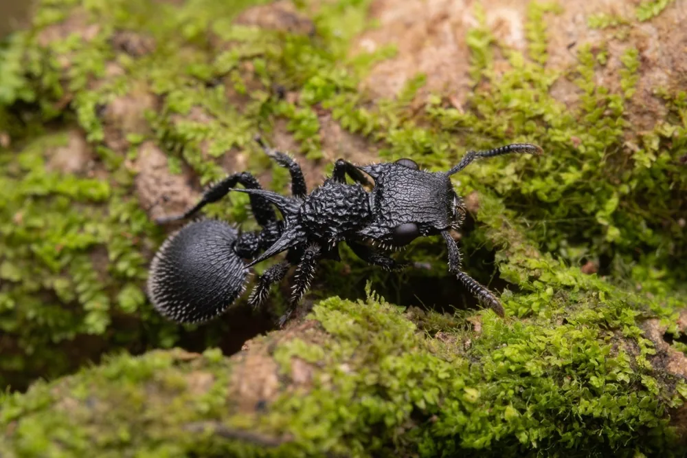 Cataulacus horridus