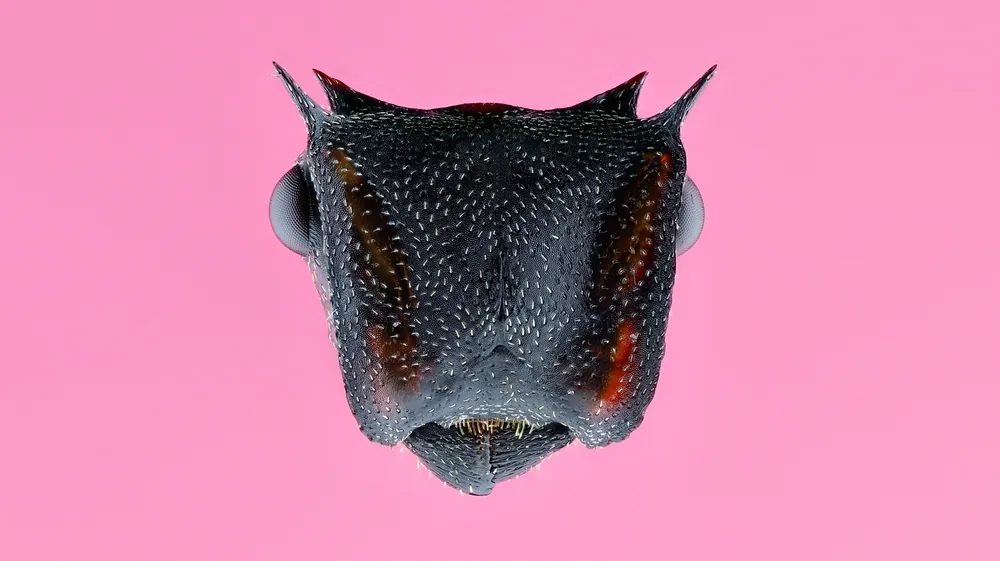Cephalotes atratus