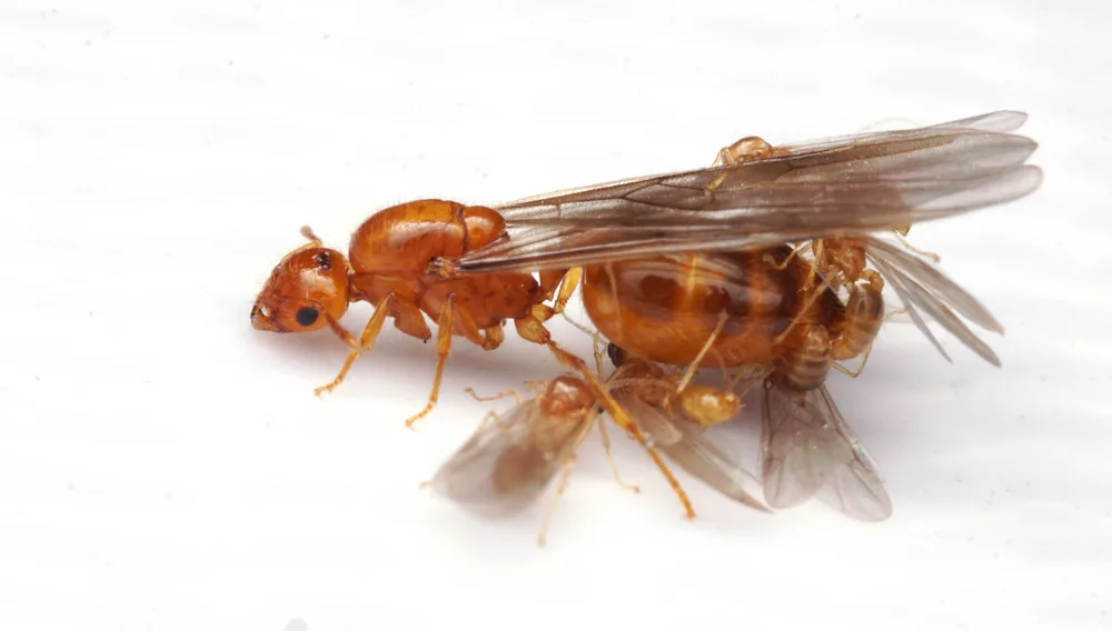 Crematogaster osakensis