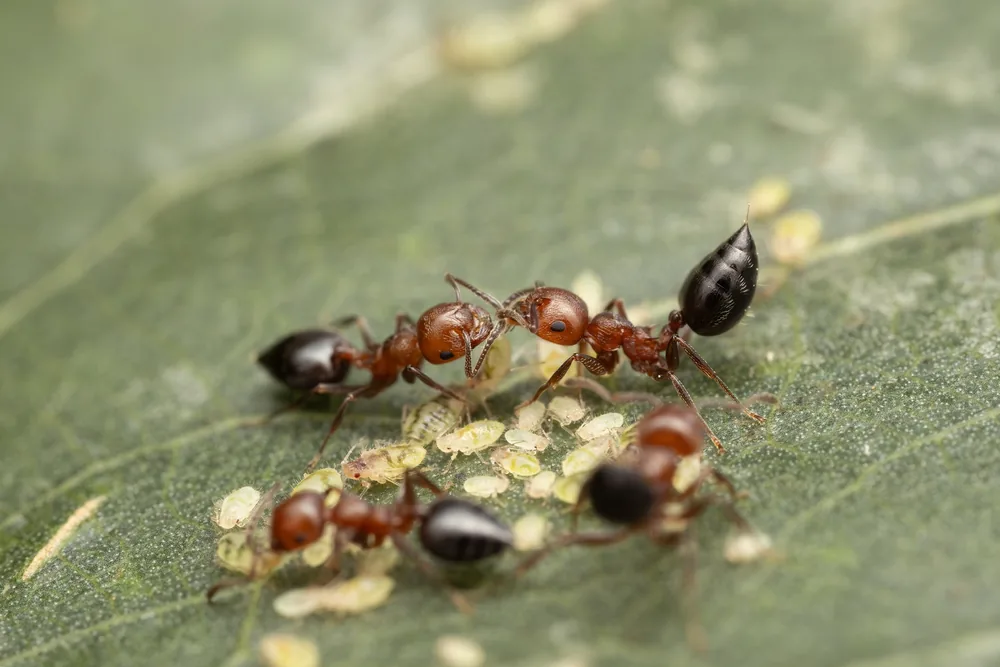 Crematogaster schmidti