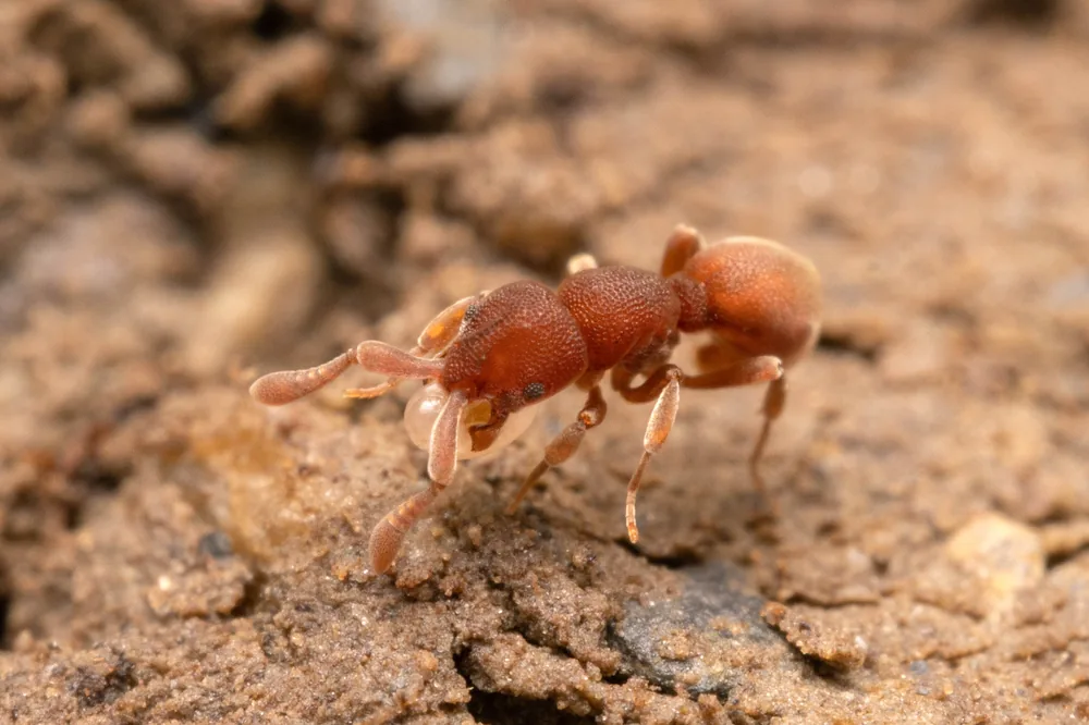 Discothyrea sauteri