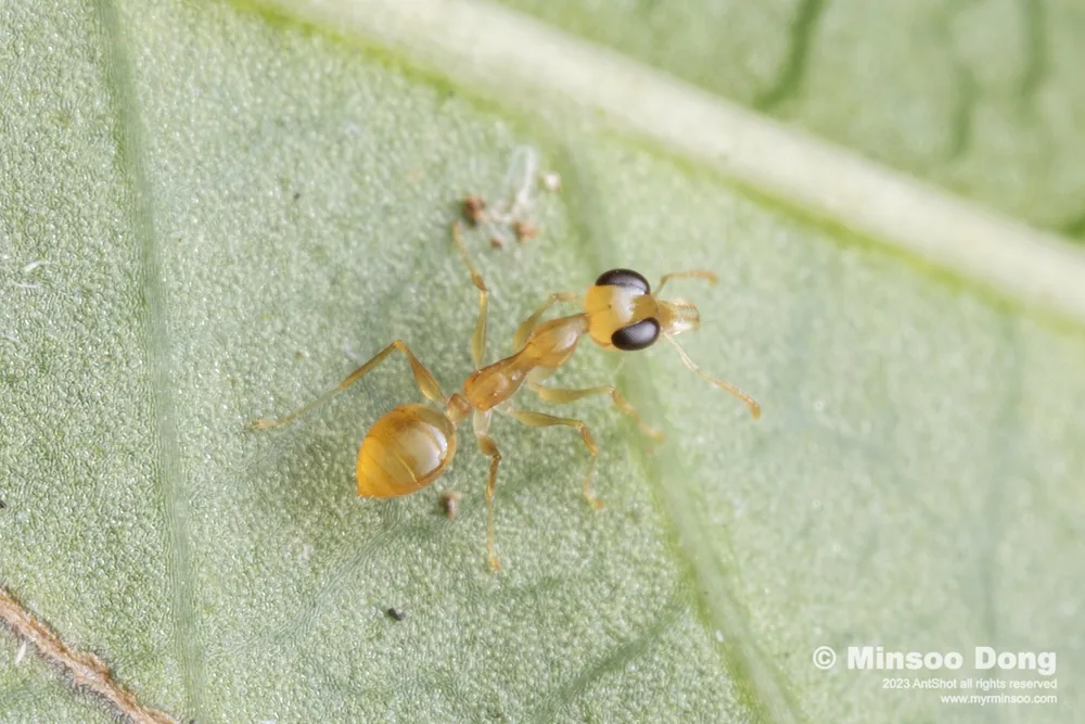 Gesomyrmex sp.