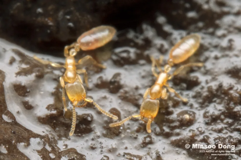 Leptanilla sp.