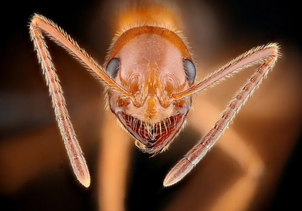 Megalomyrmex sp.