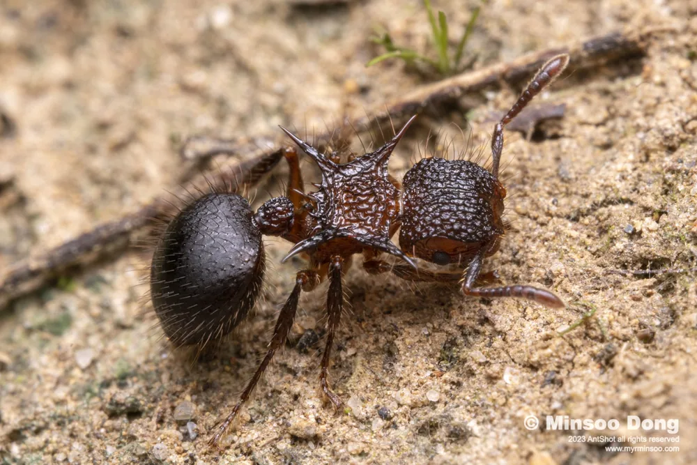 Meranoplus mucronatus