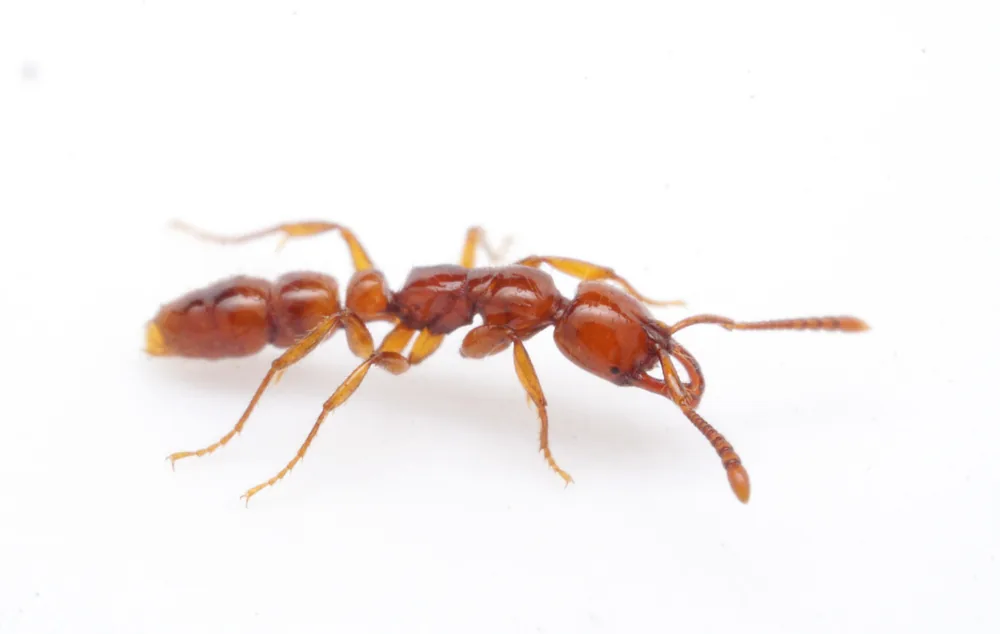 Myopias mayri