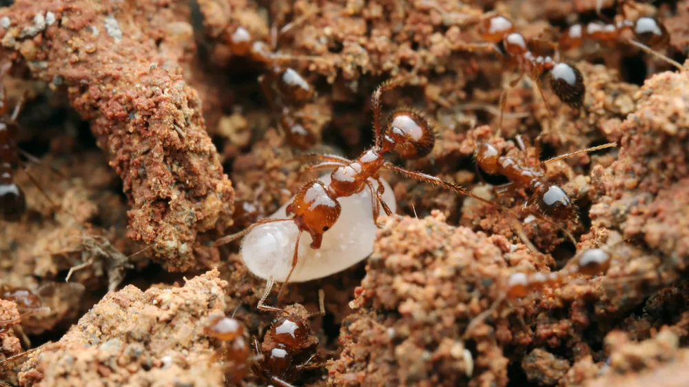 Solenopsis invicta