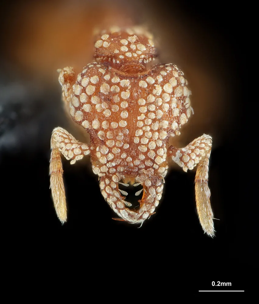 Strumigenys hexamera