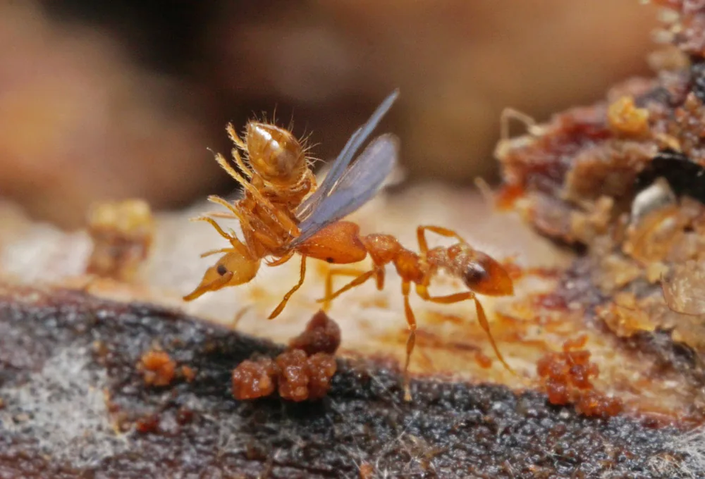 Strumigenys sp.