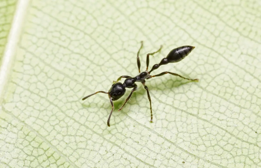 Tetraponera sp.