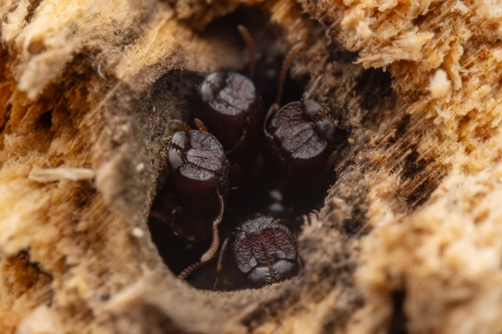 Colobopsis nipponica