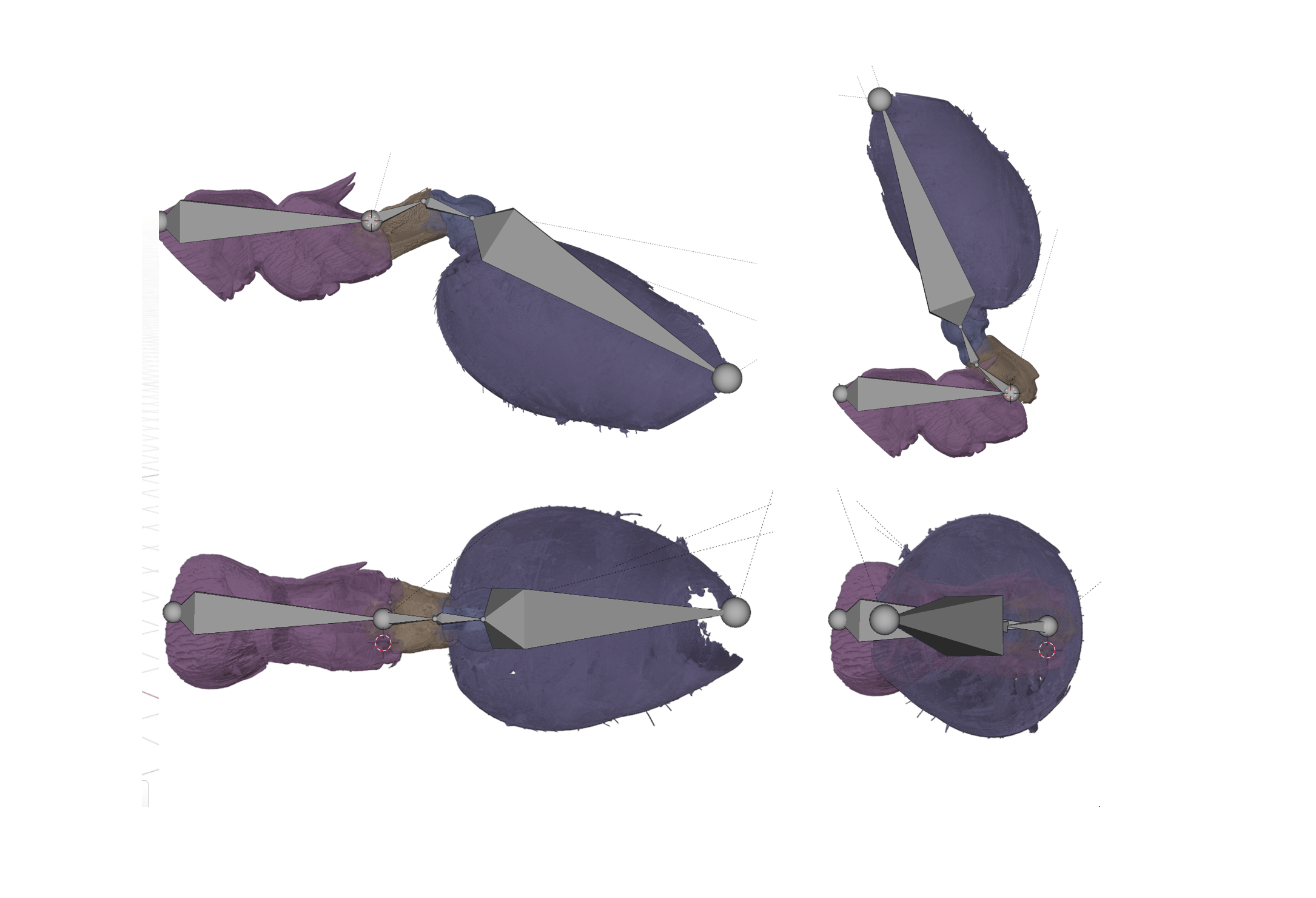 3D model of ant petiole