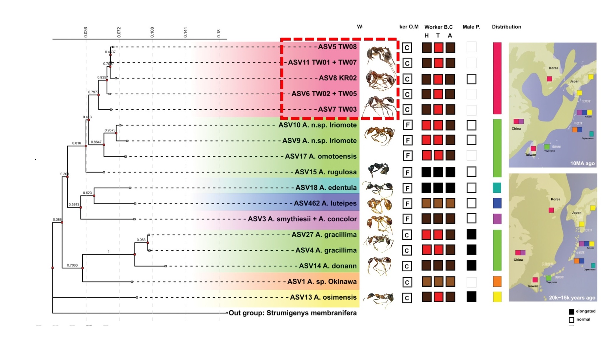 Phylogenetic analysis