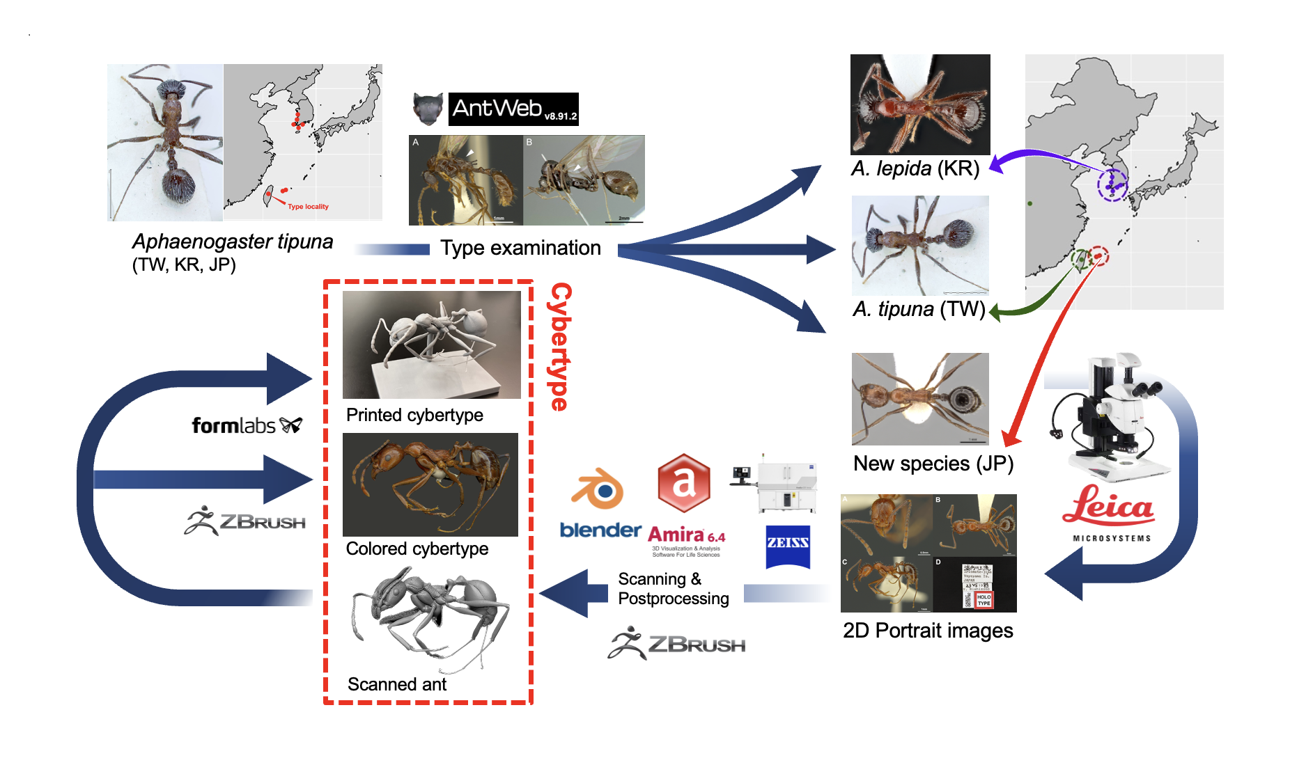 Phylogenetic analysis