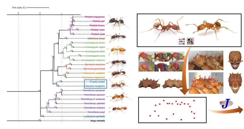 Phylogenetic analysis